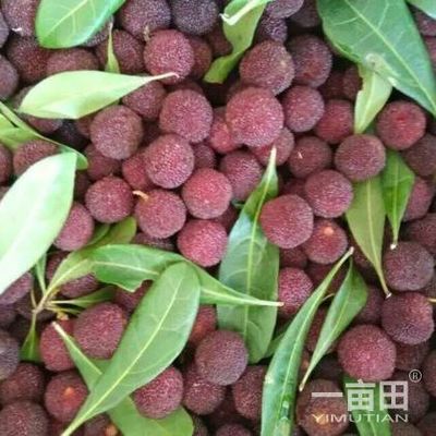 楊梅四川攀枝花市_批發(fā)_供應(yīng)-一畝田農(nóng)業(yè)網(wǎng)_專業(yè)的農(nóng)產(chǎn)品信息商務(wù)平臺(tái)