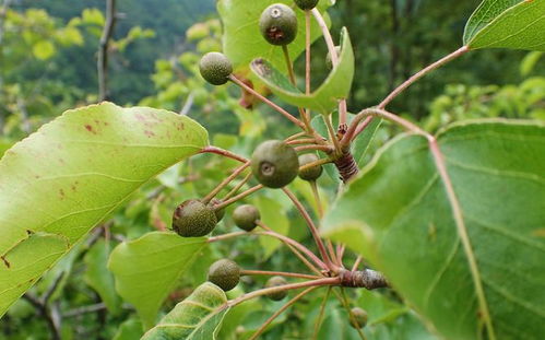 云南人的春天,吃吃吃掉整個(gè)花園