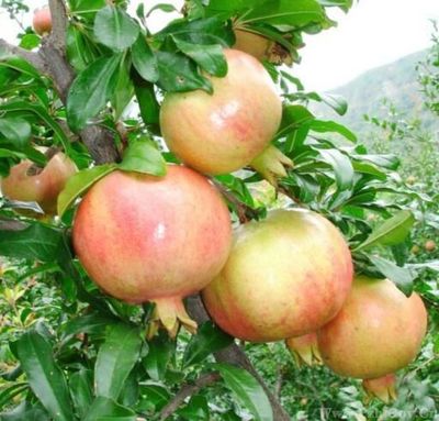 攀枝花特色農(nóng)產(chǎn)品介紹