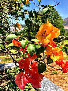 攀枝花的這個公園改造后美出新高度