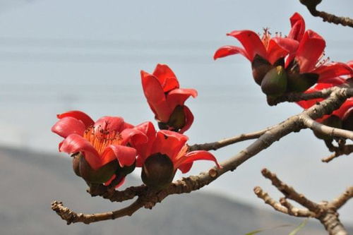 攀枝花成 過冬養老 新寵,超七成市民是東北人,比昆明還安逸
