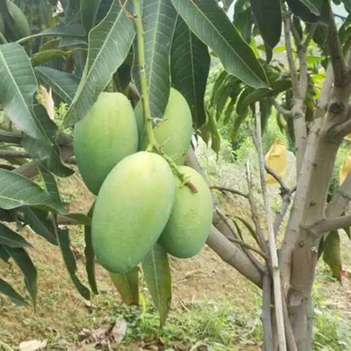 攀枝花米易椰香芒果雞蛋芒本地水果新鮮當季10整箱5斤非凱貴特妃
