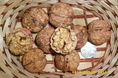 【嫁接李子樹苗】價格、產品供應,嫁接李子樹苗廠家批發-1024商務網