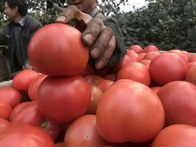 攀枝花數萬畝番茄上市 往年種的少銷量不夠 今天種的多有點愁銷路