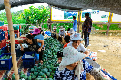 攀枝花市鹽邊縣喜迎芒果大豐收