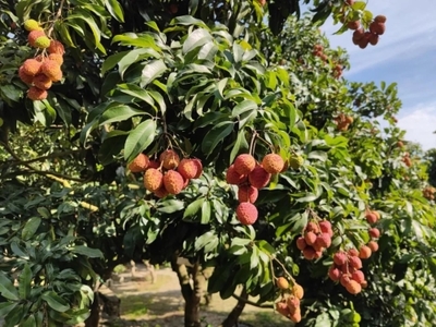 攀枝花市仁和區(qū)人民政府 推動區(qū)域發(fā)展，服務(wù)人民福祉