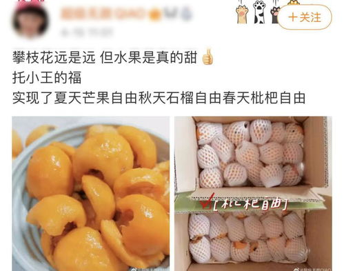 你以為的進(jìn)口熱帶水果，可能都來自'四川小三亞'攀枝花