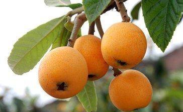 攀枝花十大著名特產(chǎn)，本地人都不一定全知道