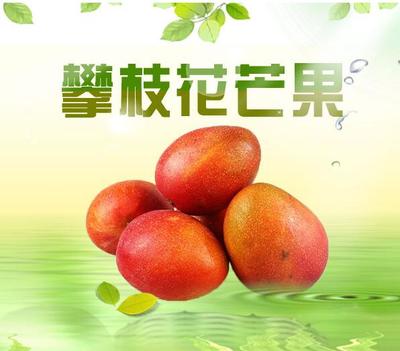 攀枝花芒果 陽光與甜蜜的完美結(jié)晶