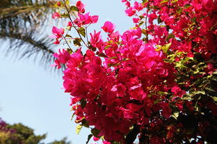 植樹節(jié)大作戰(zhàn) 給攀枝花點(diǎn)顏色看看