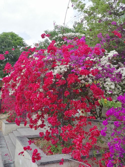 全國最大的三角梅主題公園——攀枝花市河門口公園
